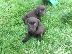 PoulaTo: Labrador retriever